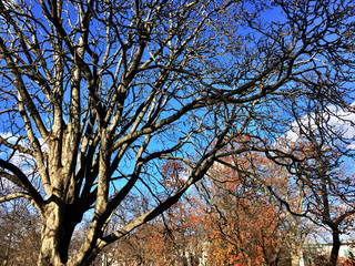 autumn leaves on trees