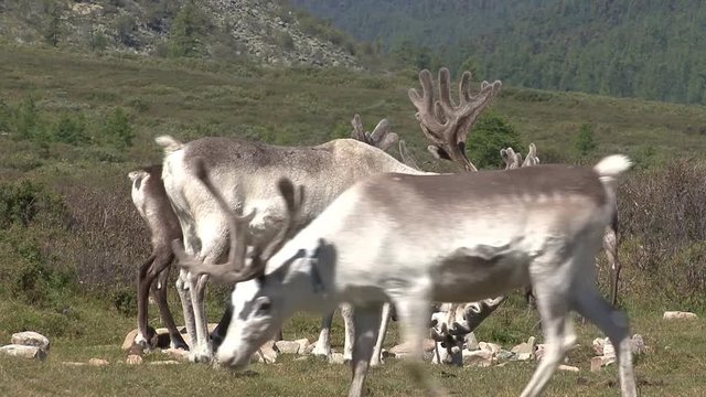 Mongolia. Darkhat basin. The camp of reindeer herders. Deer.
