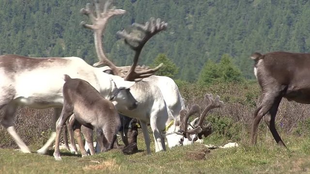 Mongolia. Darkhat basin. The camp of reindeer herders. Deer.