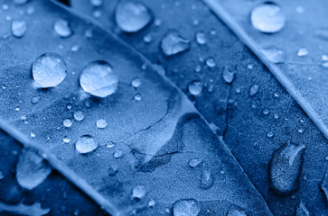 Drops of transparent rain water on a leaf close up. Beautiful nature macro background. Focus is on some water drops.
