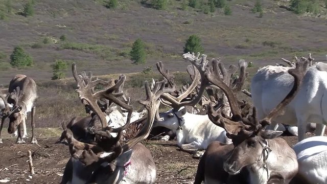 Mongolia. Darkhat basin. The camp of reindeer herders. Deer.