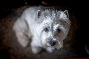 West highland white terrier sobre fondo negro mira hacia arriba