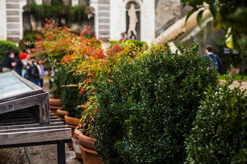 Italy / Rome 14. December 2019 photo of plants and parks in the city