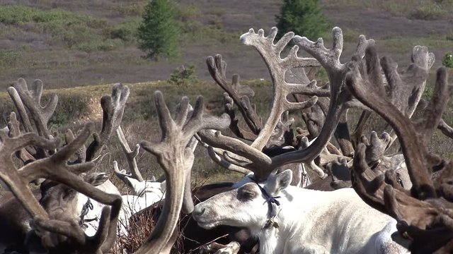 Mongolia. Darkhat basin. The camp of reindeer herders. Deer.