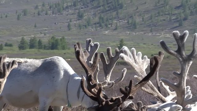 Mongolia. Darkhat basin. The camp of reindeer herders. Deer.