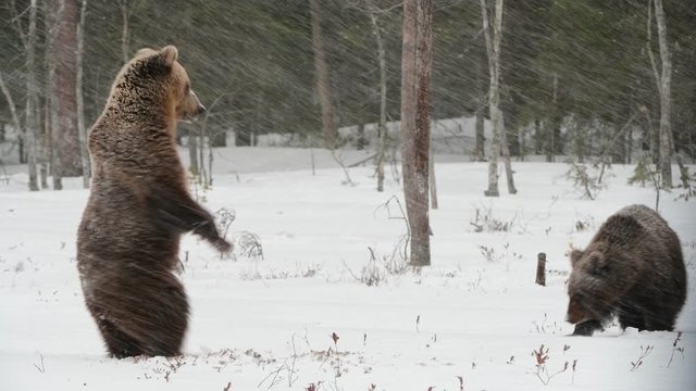 Wild adult Brown bear in the snow in winter forest.  Brown Bear  stands on its hind legs. Scientific name: Ursus arctos. Natural habitat. Blizzard in Winter forest