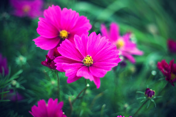 Obraz premium Nature background with pink Cosmos flowers