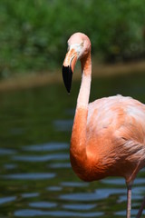 ベニイロフラミンゴ