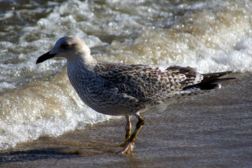 Silbermöwe, juvenil