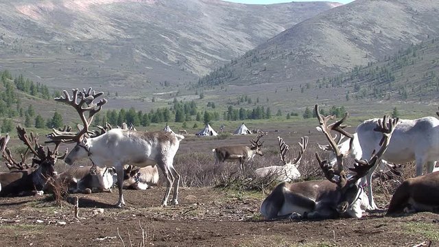 Mongolia. Darkhat basin. The camp of reindeer herders. Deer.