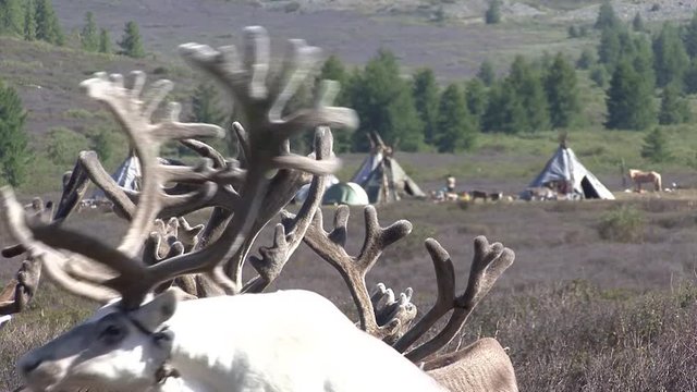 Mongolia. Darkhat basin. The camp of reindeer herders. Deer.