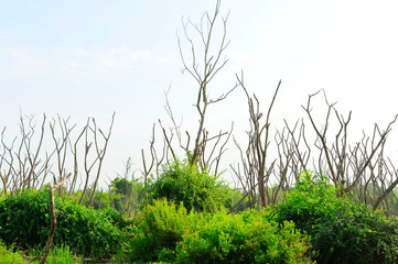 Dead trees and Bush.