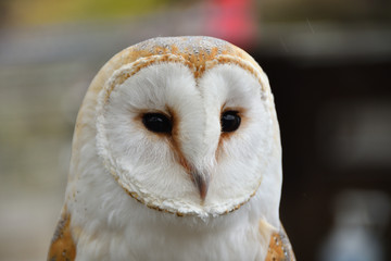 メンフクロウ顔のアップ