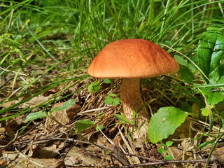 Mushroom boletus in the forest. Boletus aurantiacus. 