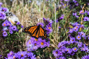 Monarch butterfly