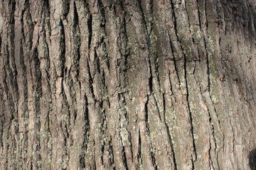 The bark of a tree, an old oak, for the background.