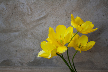 four yellow tulip flowers. blooming buds of tulips. bouquet of flowers on the background of an empty textural wall.