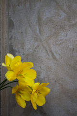 four yellow tulip flowers. blooming buds of tulips. bouquet of flowers on the background of the wall.