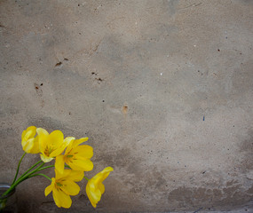 four yellow tulip flowers. blooming buds of tulips. bouquet of flowers on a background of an empty wall.