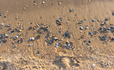 Various shells at the waterline of a sandy beach at sunset with a single footprint in the sand