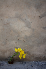 yellow tulips with opened buds. flowers in a jar on a wall background. © x.marynka