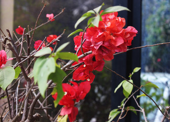 mild red maroon orange fresh bougainvillea flowers with green leaves and brown twigs