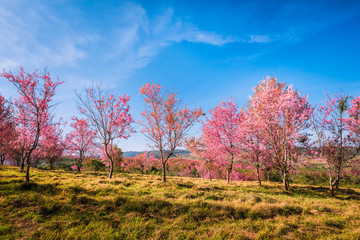 Wild himalayan cherry in sunshine day on top of mountain