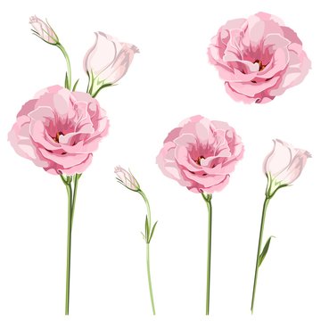 Pink eustoma set isolated on white. Flowers Lisiantus, Texas bluebell, Prairie tulip isolated on white background.