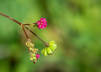 Purple flower