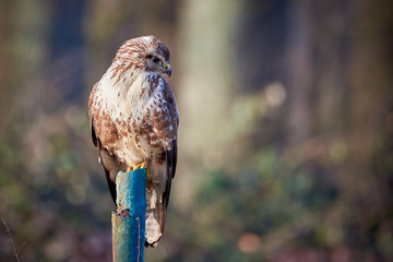 Buzzard ( Buteo Buteo ) searching for prey 