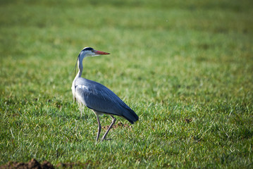 Closeup of a Grey Heron hunting in a Meadow ( Ardea Cinerea ) 