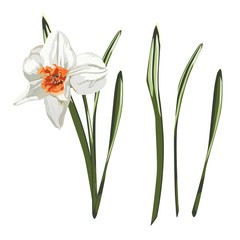 Fototapeta premium Daffodil or Narcissus flower drawings. Hand drawn black colorful daffodil flower with leaves. Hand Drawn Botanical Illustrations.
