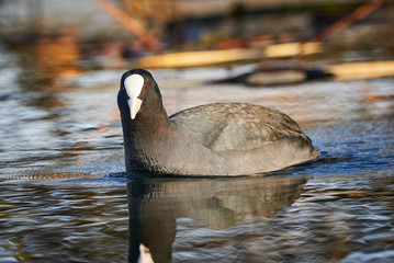 Eurasian Coot ( Fulica Atra ) Swimming in a Lake