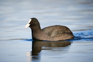 Eurasian Coot ( Fulica Atra ) Swimming in a Lake