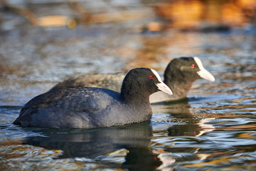 Eurasian Coot ( Fulica Atra ) Swimming in a Lake