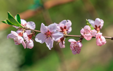 Fototapeta na wymiar flowers of tree