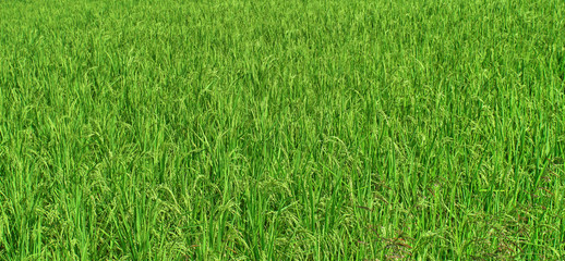 Green rice field background texture, Pettern design ,Natural abstract concept