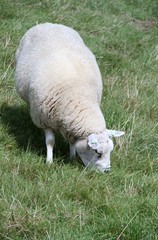 Grasendes weißes Schaf auf grüner Wiese - 311716139