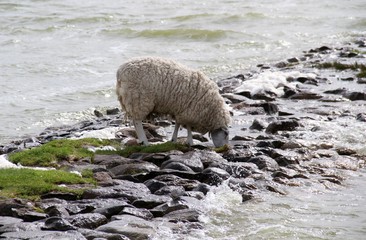 Trinkendes Schaf am Ufer eines Sees - 311716155