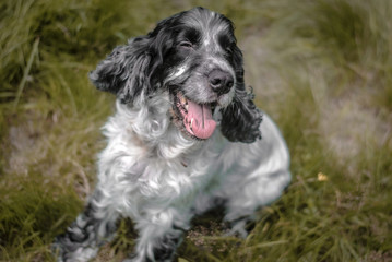 english springer spaniel