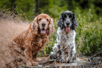 two dogs in the park
