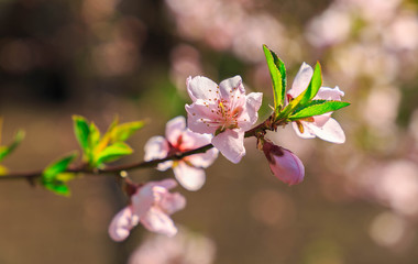 flowers of a tree