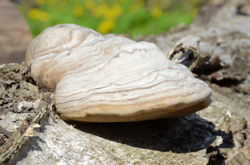 Tinder fungus, light colored with the brown stripes, grown up on the fallen trunk, top-side view