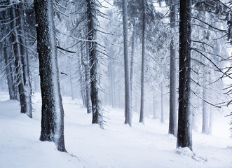 Pine trees trunks in winter forest with ground full of snow