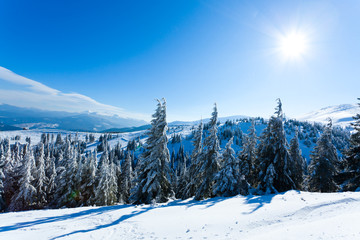 Fur trees crowns covered with snow in winter forest