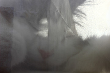 portrait of a sleeping cat on the windowsill behind a transparent veil