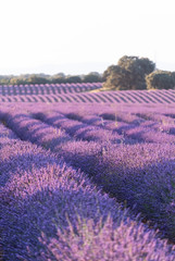 Brihuega lavender fields