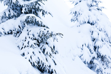 Close-up of beautiful smooth snowy fir branches