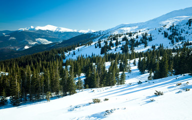 Fur trees crowns covered with snow in winter forest