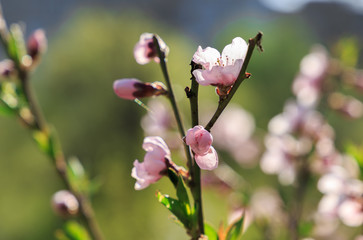 pink flowers of magnolia